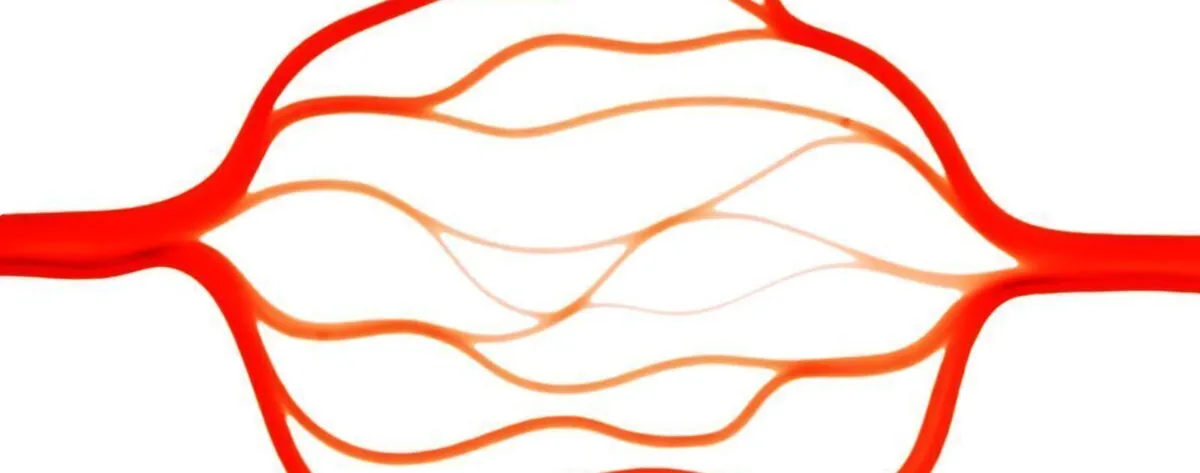 Rede vascular impressa em 3D preenchida com líquido vermelho, com vasos que se ramificam de grossos a extremamente finos